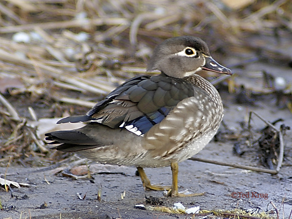 Photo (6): Wood Duck