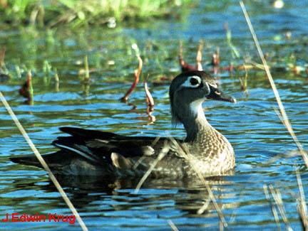 Photo (8): Wood Duck