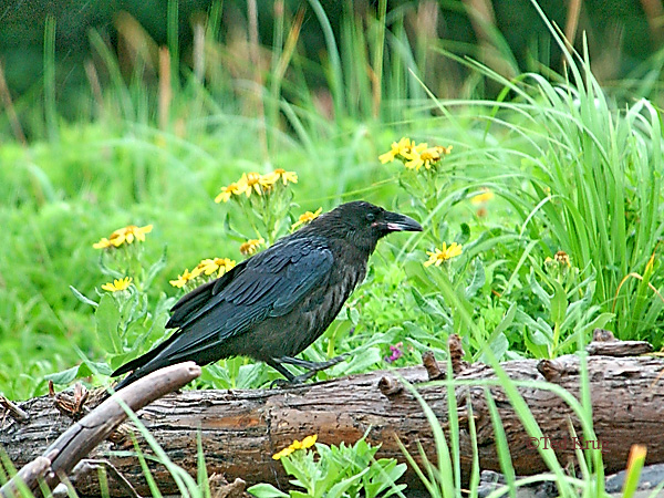 Photo (23): Common Raven