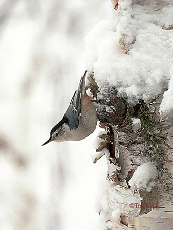 Photo (9): White-breasted Nuthatch