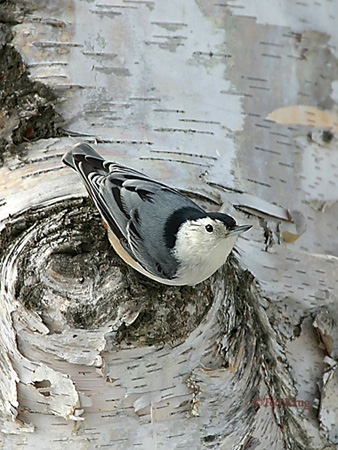 Photo (6): White-breasted Nuthatch