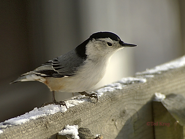 Photo (10): White-breasted Nuthatch