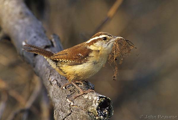 Photo (3): Carolina Wren