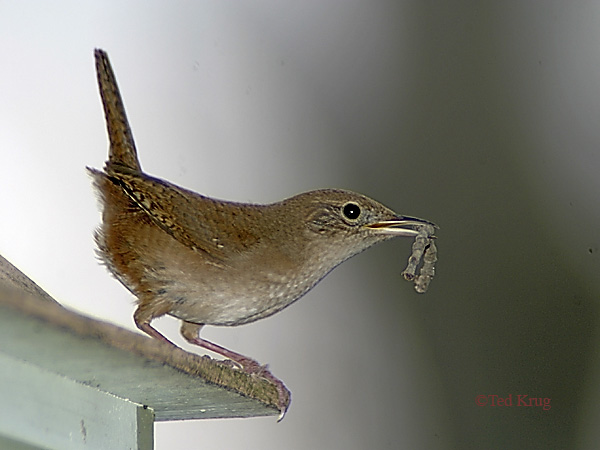 Photo (21): House Wren