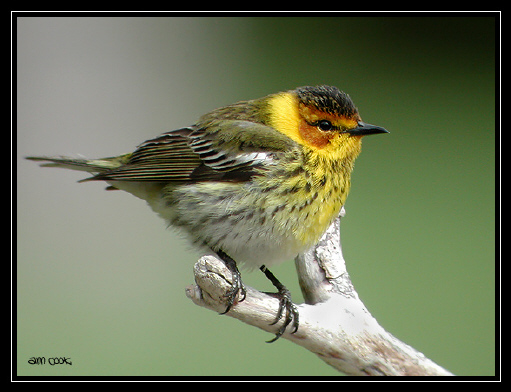 Photo (1): Cape May Warbler