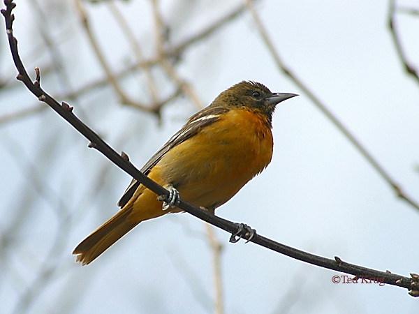 Photo (6): Baltimore Oriole