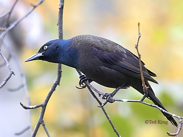 Photo (12): Common Grackle