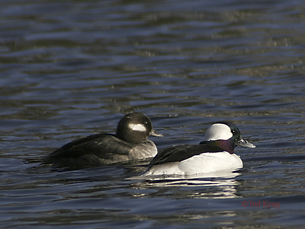 Photo (11): Bufflehead