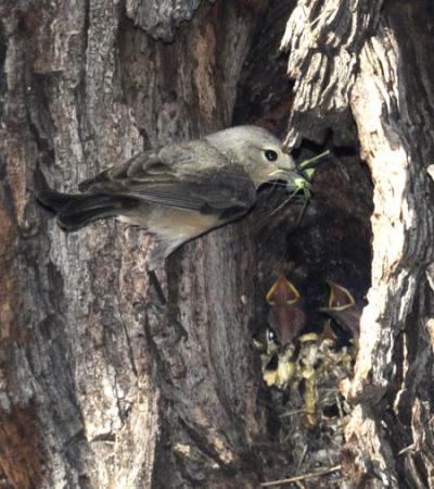 Photo (8): Lucy's Warbler