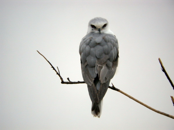 Photo (1): White-tailed Kite