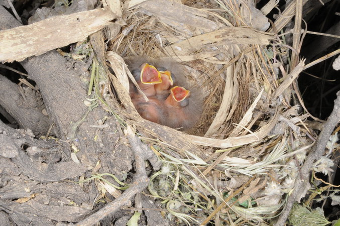 Photo (3): Abert's Towhee