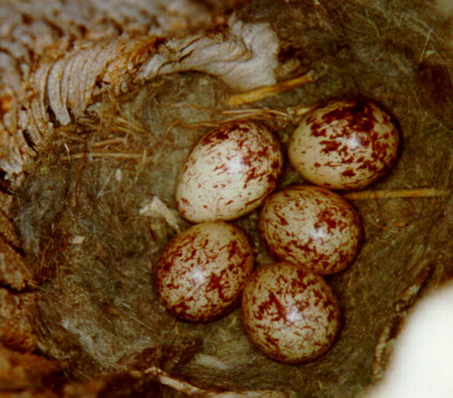 Photo (23): Ash-throated Flycatcher