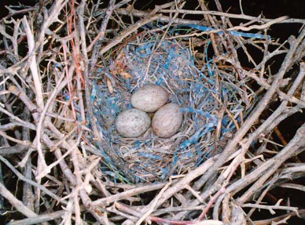 Photo (10): Bendire's Thrasher