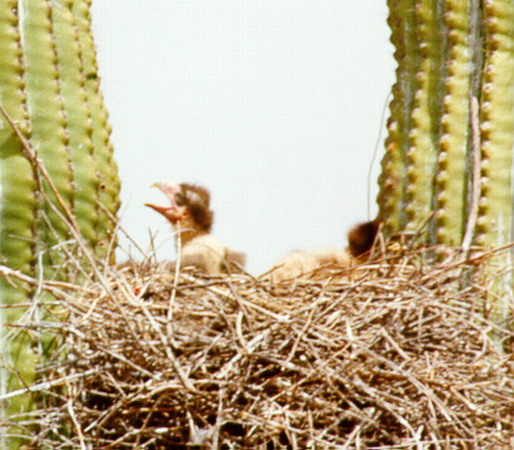 Photo (5): Crested Caracara