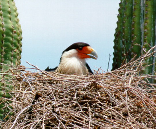 Photo (6): Crested Caracara