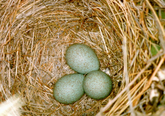 Photo (17): Curve-billed Thrasher