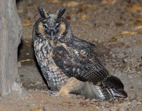 Photo (8): Long-eared Owl