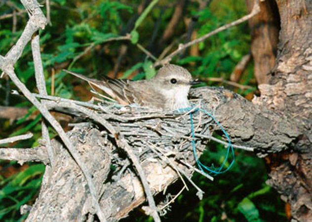 Photo (12): Vermilion Flycatcher