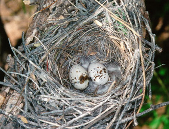 Photo (13): Vermilion Flycatcher