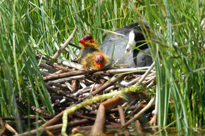 Photo (25): American Coot