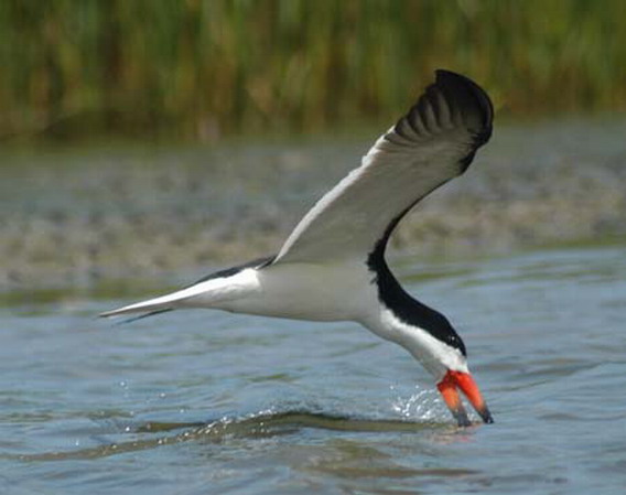 Photo (10): Black Skimmer