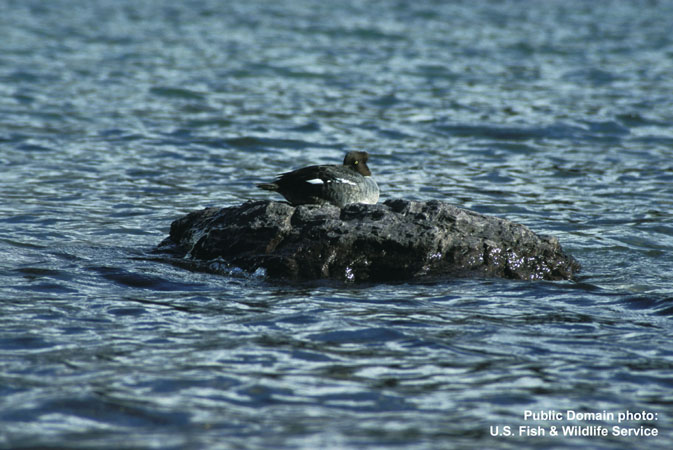 Photo (6): Barrow's Goldeneye