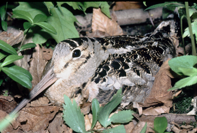 Photo (2): American Woodcock