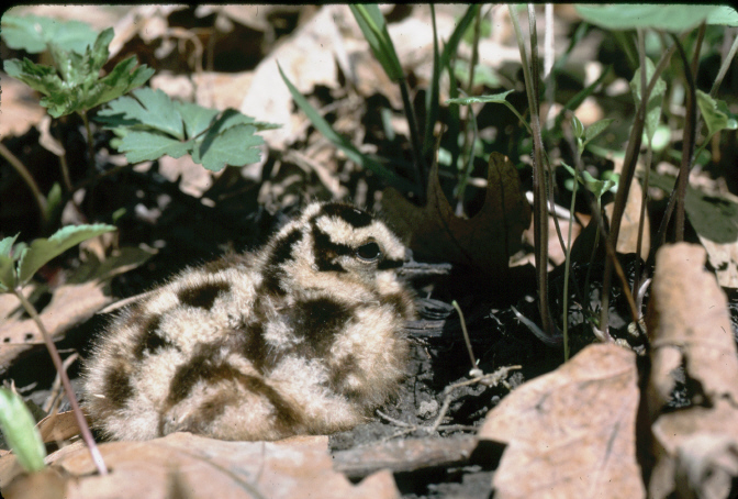 Photo (7): American Woodcock