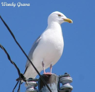 Photo (8): Herring Gull