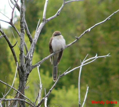 Photo (18): Black-billed Cuckoo