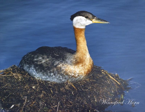 Photo (8): Red-necked Grebe