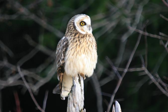 Photo (10): Short-eared Owl