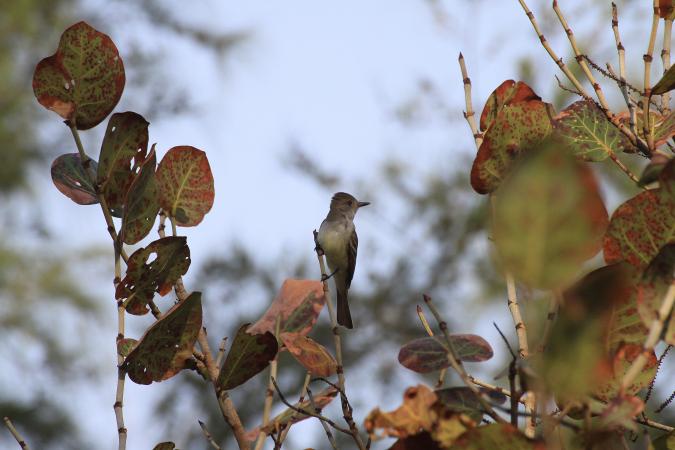 Photo (10): Brown-crested Flycatcher