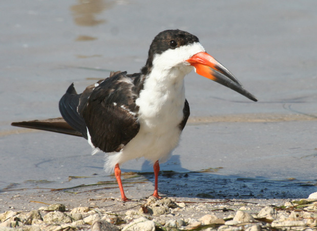 Photo (7): Black Skimmer