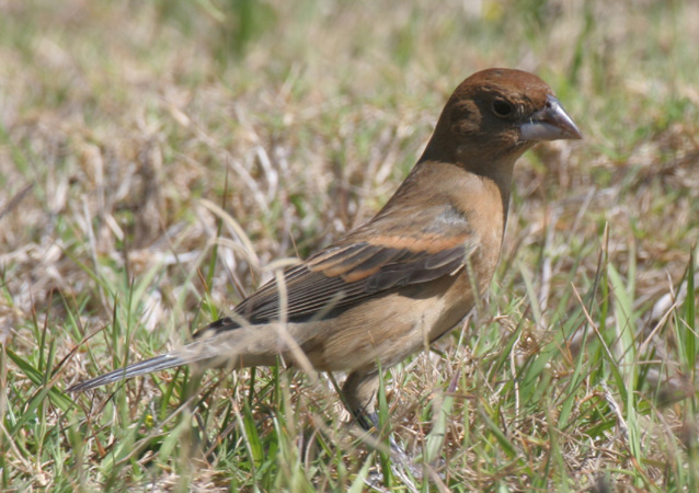 Photo (2): Blue Grosbeak