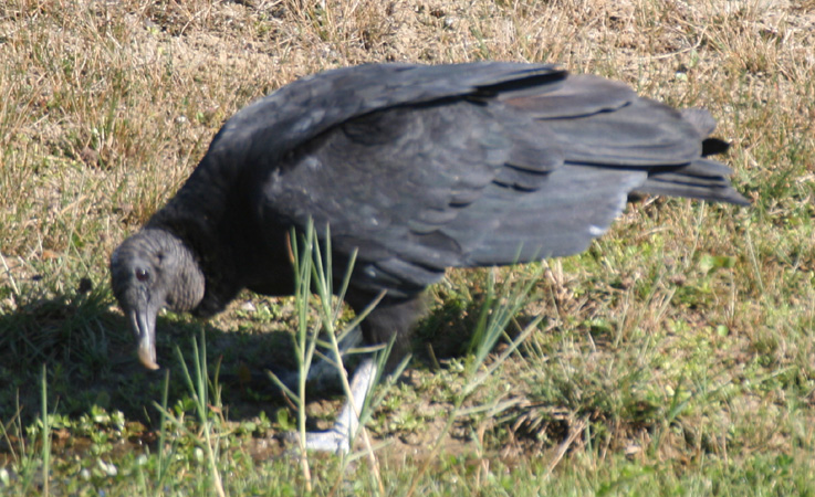 Photo (9): Black Vulture