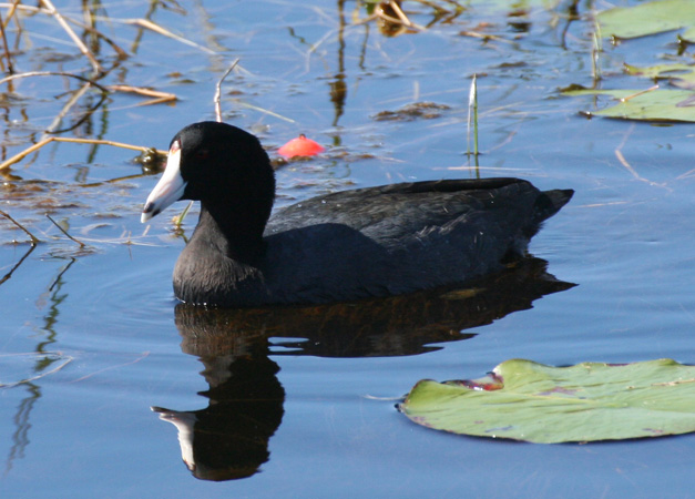 Photo (5): American Coot