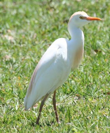 Photo (7): Cattle Egret