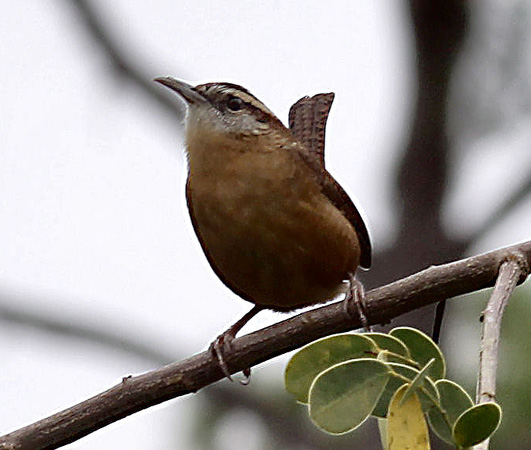 Photo (14): Carolina Wren