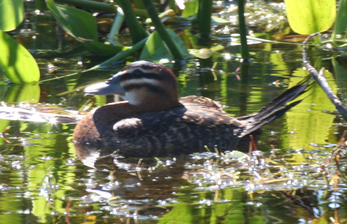 Photo (3): Masked Duck