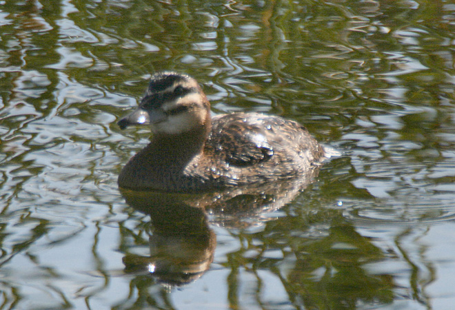 Photo (2): Masked Duck