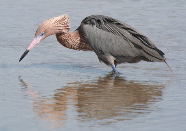 Photo (8): Reddish Egret