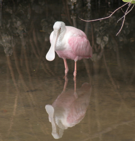 Photo (21): Roseate Spoonbill