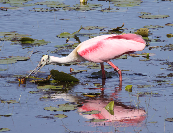 Photo (6): Roseate Spoonbill