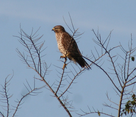 Photo (8): Red-shouldered Hawk