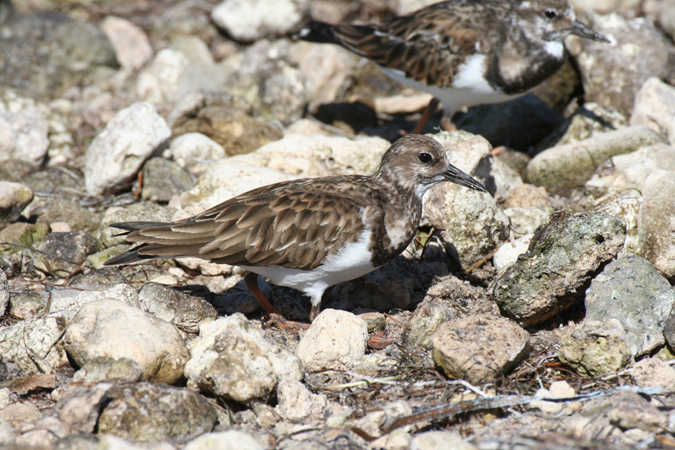 Photo (11): Ruddy Turnstone