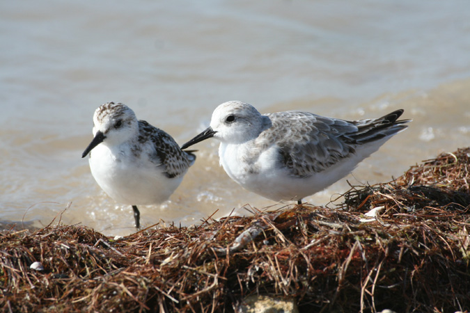 Photo (11): Sanderling