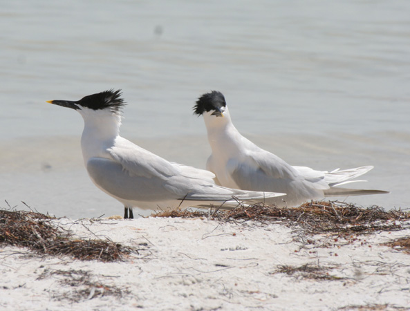Photo (3): Sandwich Tern