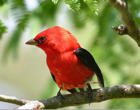 Photo (15): Scarlet Tanager