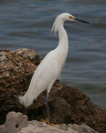Photo (5): Snowy Egret
